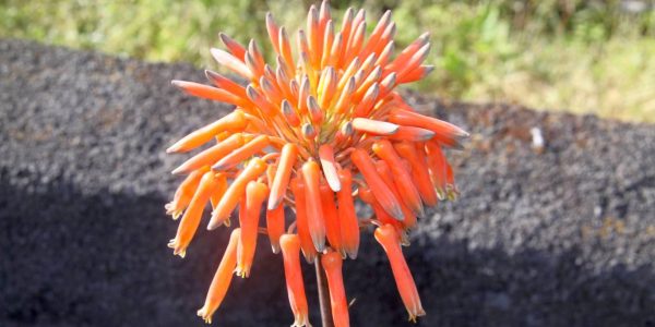 Kikis Azoren Garten