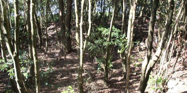 Kikis Azoren Wald