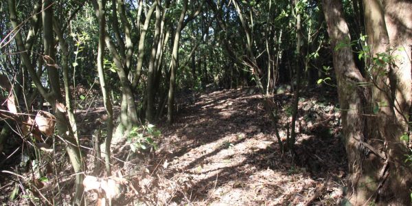 Kikis Azoren Wald