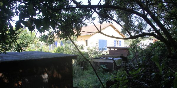 Kikis Azoren Wald