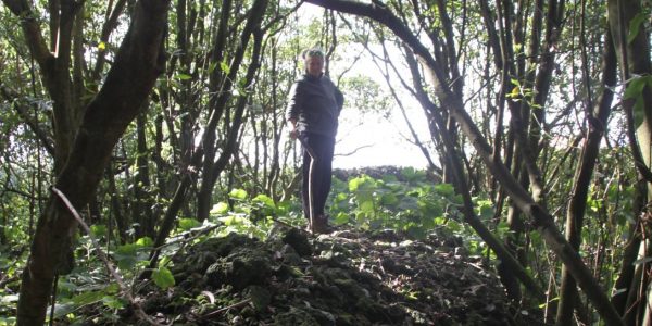 Kikis Azoren Wald