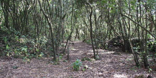 Kikis Azoren Wald