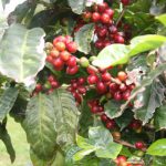 Kikis-Azoren Garten Kaffebohne