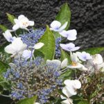Kikis-Azoren Garten Hortensie