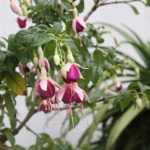 Kikis-Azoren Garten Fuchsie