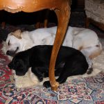 Kikis Azoren Tiere Millie und Samba