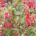 Kikis-Azoren Garten Fuchsie