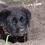 Kikis Azoren Tiere Samba