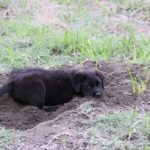 Kikis Azoren Tiere Samba