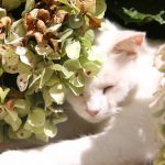 Kikis Azoren Tiere Madame Miez