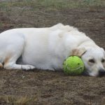 Kikis Azoren Tiere Millie