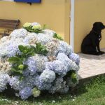 Kikis-Azoren Garten Hortensien