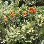 Kikis-Azoren Garten Canna Indica