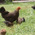 Huhn und Küken Kikis-Azoren