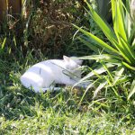 Kikis Azoren Tiere Madame Miez
