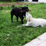 Kikis Azoren Tiere Millie und Samba