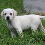 Kikis Azoren Tiere Millie