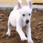 Kikis Azoren Tiere Millie