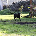 Kikis Azoren Tiere Millie und Samba