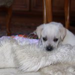 Kikis Azoren Tiere Millie
