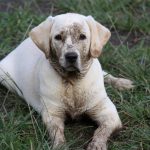 Kikis Azoren Tiere Millie