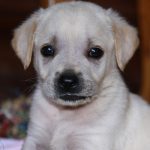 Kikis Azoren Tiere Millie