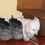 Kikis Azoren Tiere Millie