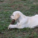 Kikis Azoren Tiere Millie