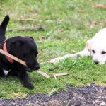 Kikis Azoren Tiere Millie und Samba