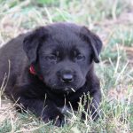 Kikis Azoren Tiere Samba