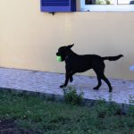 Kikis Azoren Tiere Samba