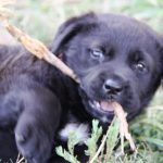 Kikis Azoren Tiere Samba