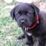 Kikis Azoren Tiere Samba