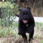Kikis Azoren Tiere Samba